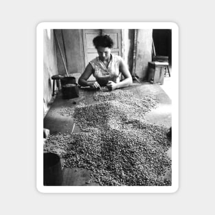 Vintage Photo of Woman Sorting Coffee Magnet