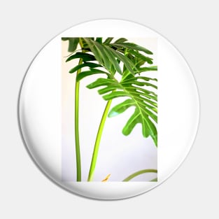 Soft Green Foliage on White Background Pin