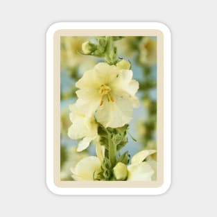 Verbascum x hybridum &#39;Snow Maiden&#39; Mullein Magnet