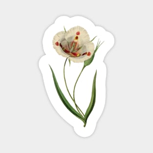 White botanical flower Magnet