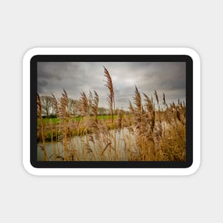 River side reeds in the Norfolk Broads National Park Magnet
