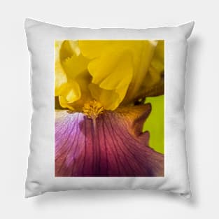 Golden Iris 3 Pillow