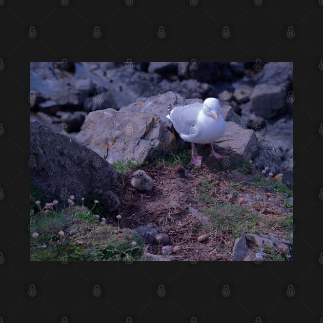 Seagull Chicks by Graz-Photos