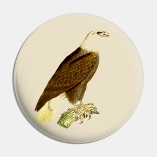 hawk,bald eagle,falcon,golden eagle,birdie,bird Pin