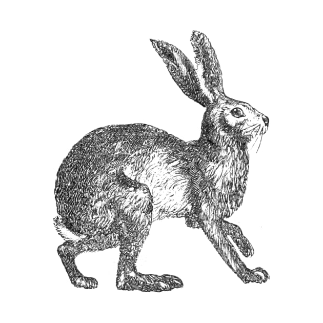 Vintage Hare by Shepherd