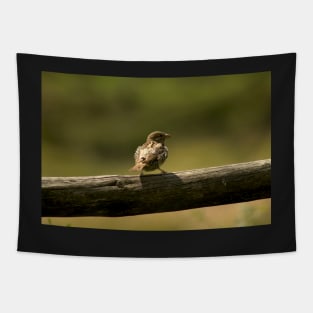 Single little bird on a fence, animal photography Tapestry