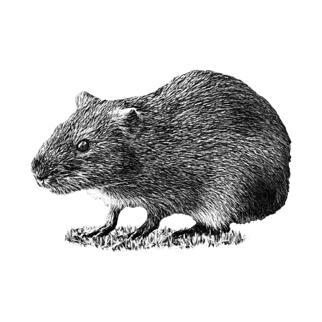 Greater guinea pig by Guardi