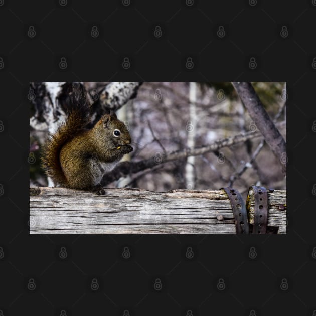 Red Squirrel on a Fence. by CanadianWild418