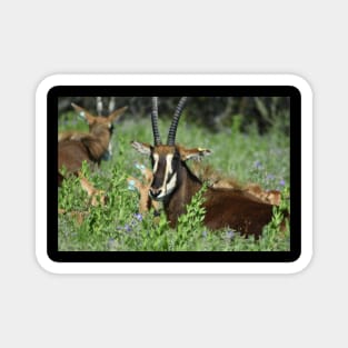 Sable Antelope Magnet
