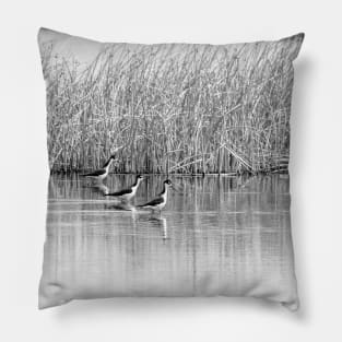 Black-necked Stilts in black and white. Pillow