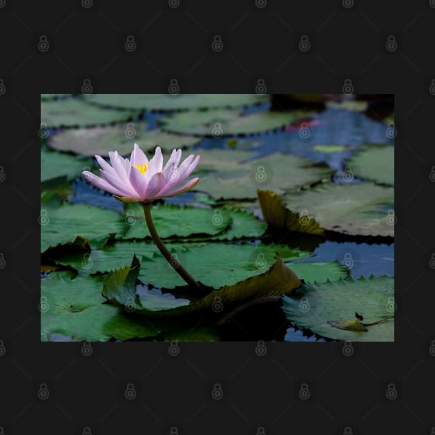 Meditation Wall Art Print - Water Lily Meditation - canvas, Photo print, artboard print, poster Canvas Print by DigillusionStudio