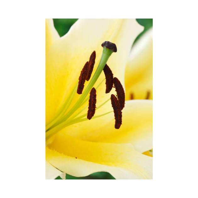 Lilium  'Yellow Rocket'  Oriental Lily by chrisburrows