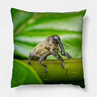 A true weevil, also known as snout beetle (Curculionidae) Pillow