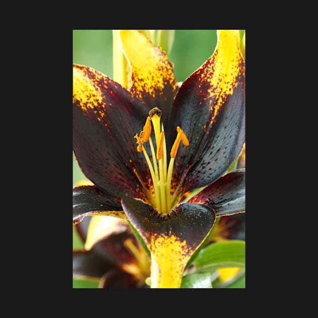 Lilium  'Lion Heart'  Lily  Asiatic lily by chrisburrows