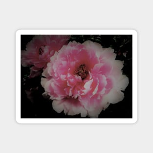 peony ,House of Harlequin Magnet