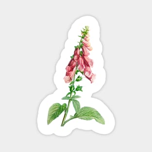 Common foxglove - Botanical Illustration Magnet