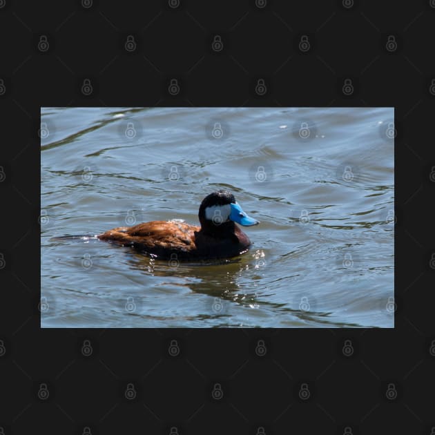 Ruddy Duck. by CanadianWild418