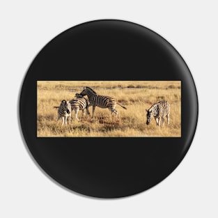 Zebra playing. Pin