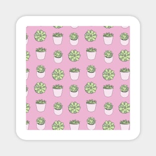 Green suculents in pink flowerpots on darker pink background Magnet