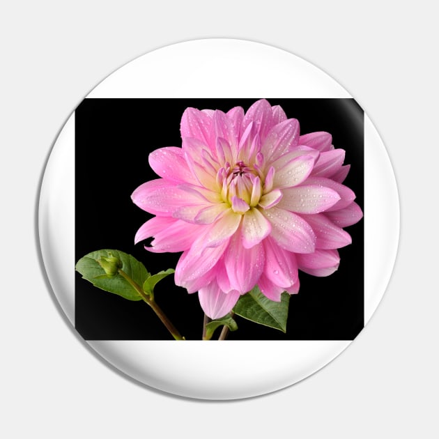 Dahlia Pin by richard49