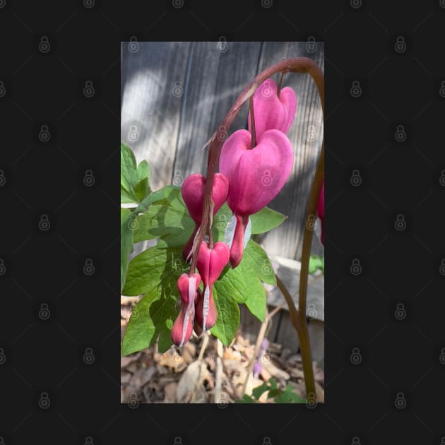 Pink Bleeding Hearts by ElisabethFriday