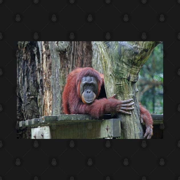 Bornean Orangutan by LeanneAllen
