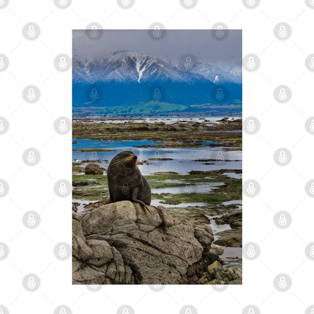 Seal on a Rock by fotoWerner