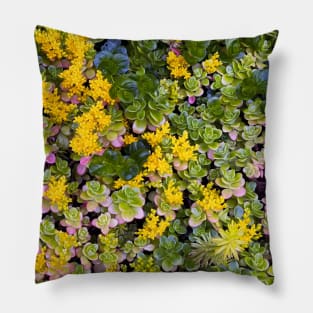 Stonecrops in Spring Pillow