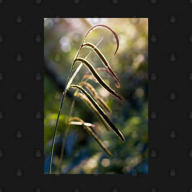 Pendulous Sedge Carex Pendula by heidiannemorris