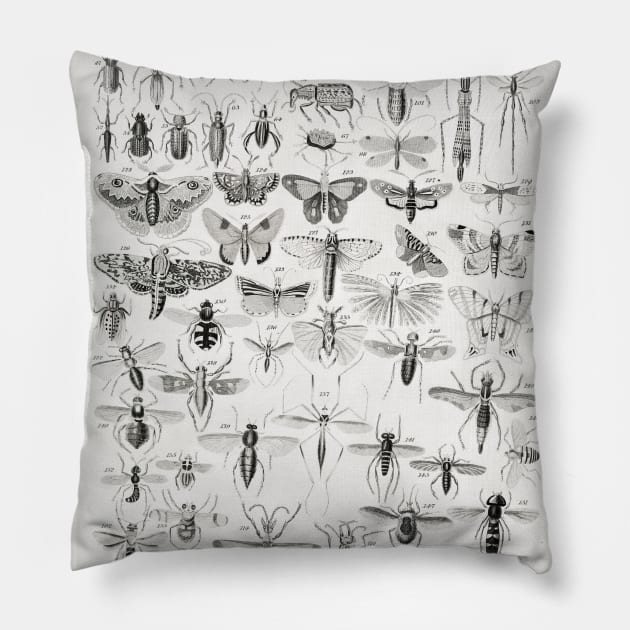 Entomology Pillow by fleurdesignart