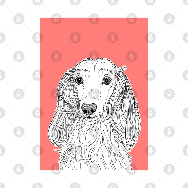 Long Haired Dachshund Portrait by AdamRegester