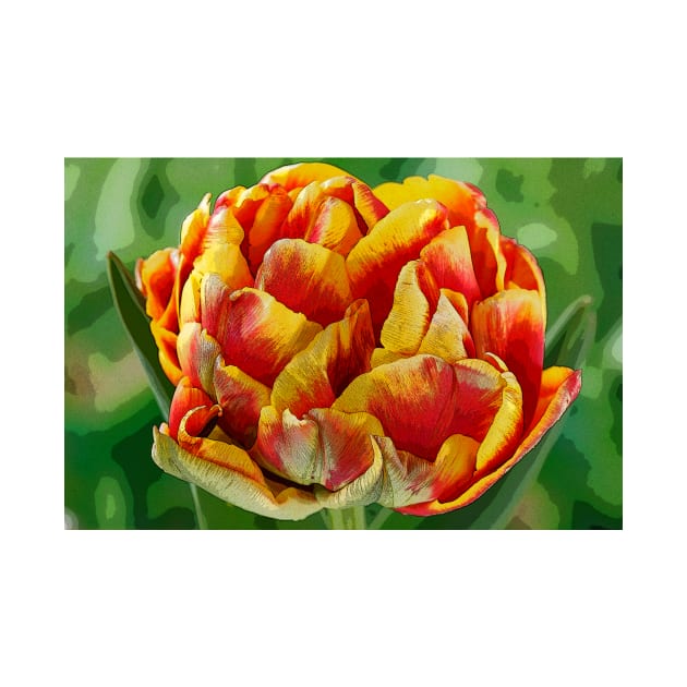 Tulipa  &#39;Cilesta&#39;    Double Early Group  Tulip   Artistic filter applied to photo by chrisburrows