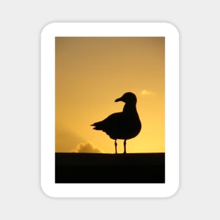 Seagull Magnet