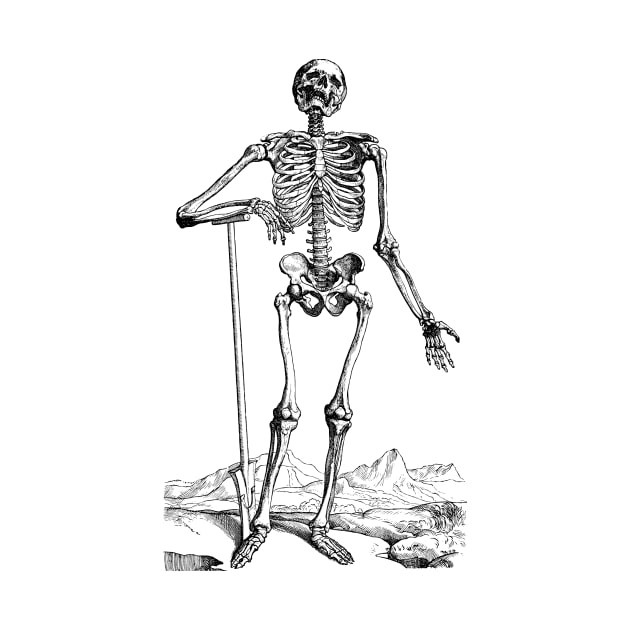 Vintage Human Anatomy Skeleton by MasterpieceCafe