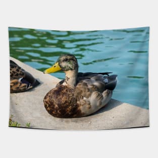 A Cute Duck Sitting Next To A Pond Tapestry