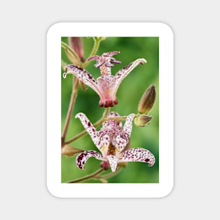 Tricyrtis formosana &#39;Dark Beauty&#39; Toad lily Magnet