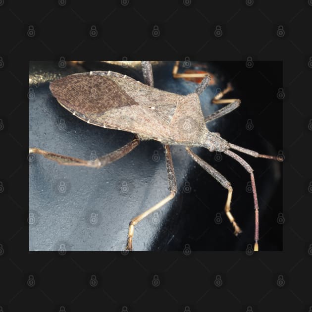 A leaf-footed bug from Texas, USA identified as Acanthocephala terminalis by SDym Photography