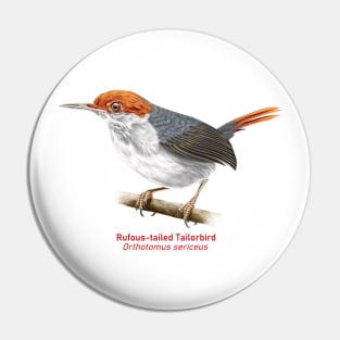 Rufous-tailed Tailorbird | Orthotomus sericeus Pin