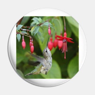 Hummingbird fuchsias Pin