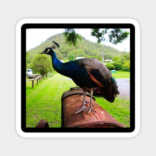 Peacock on a Tractor Magnet