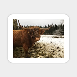 Scottish Highland Cattle Bull 2162 Magnet