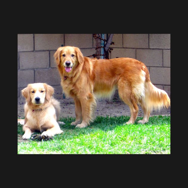 Two Golden Retriever Dogs by CarloVaro