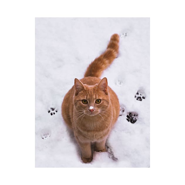 Ginger Kitten in Snow by menessie