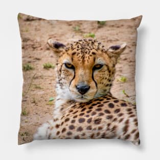 View of a female Cheetah's head Pillow