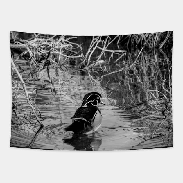 Wood duck in black and white Tapestry by CanadianWild418