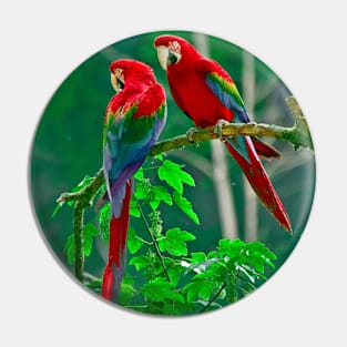 Wild Parrots Pin