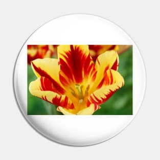 Tulipa 'Helmar' Tulip Triumph Group Pin