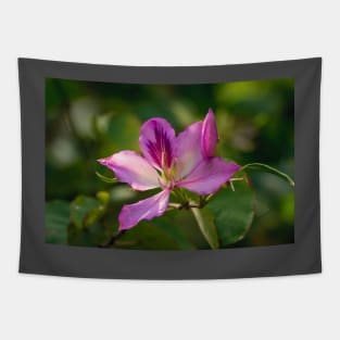 Orchid Tree Bloom Tapestry
