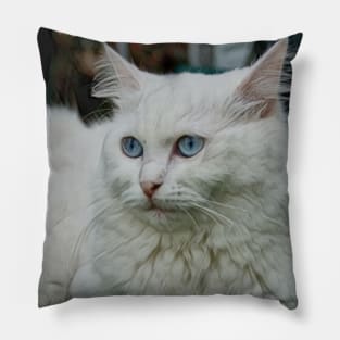 Cute cat Pillow