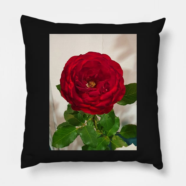 Red Rose Pillow by claire-l-page